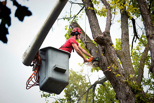 How Our Tree Care Process Works  in  Potomac Mills, VA